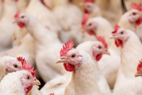 China suspende importação de frango brasileiro por 60 dias após caso de gripe aviária em granja do RS